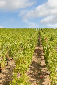 Domaine viticole Champagne Dallacourt