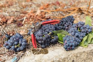 Domaine viticole Champagne Dallacourt