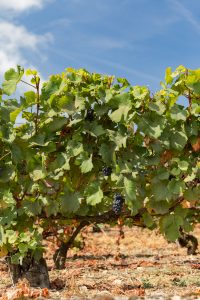 Domaine viticole Champagne Dallacourt