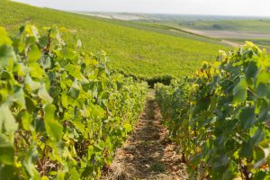 Domaine viticole Champagne Dallacourt