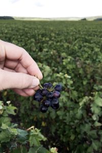 Maison champagne Aisne Fleury-Gilles