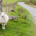 Moutons d'Ecosse