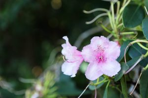 Manoir du Clap La Cerlangue