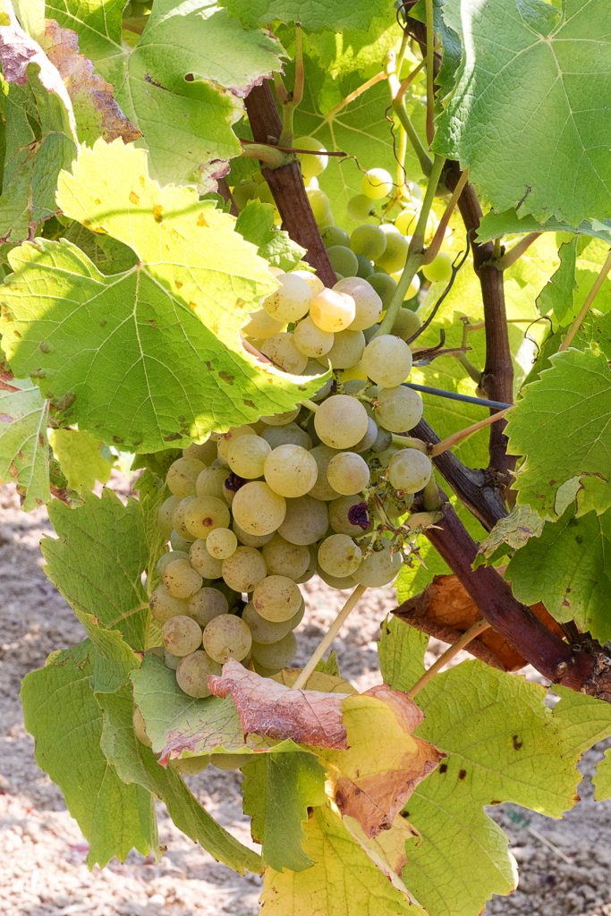 Château de Monbazillac