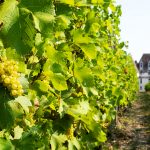 Château de Monbazillac