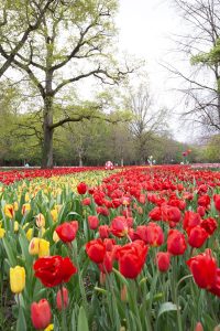 Ruban de tulipes Cheverny