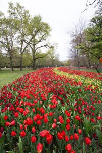 Ruban de tulipes Cheverny