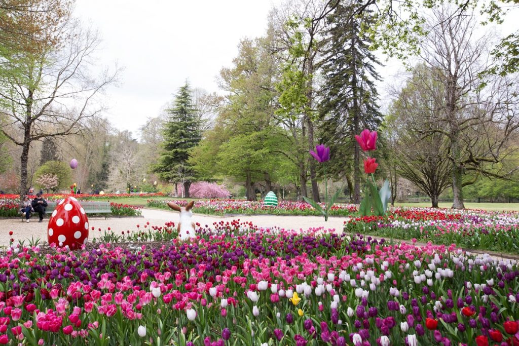 Ruban de tulipes Cheverny