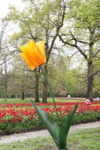 Tulipe Monumentales Olivier Boyer à Cheverny