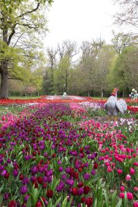 Ruban de tulipes Cheverny