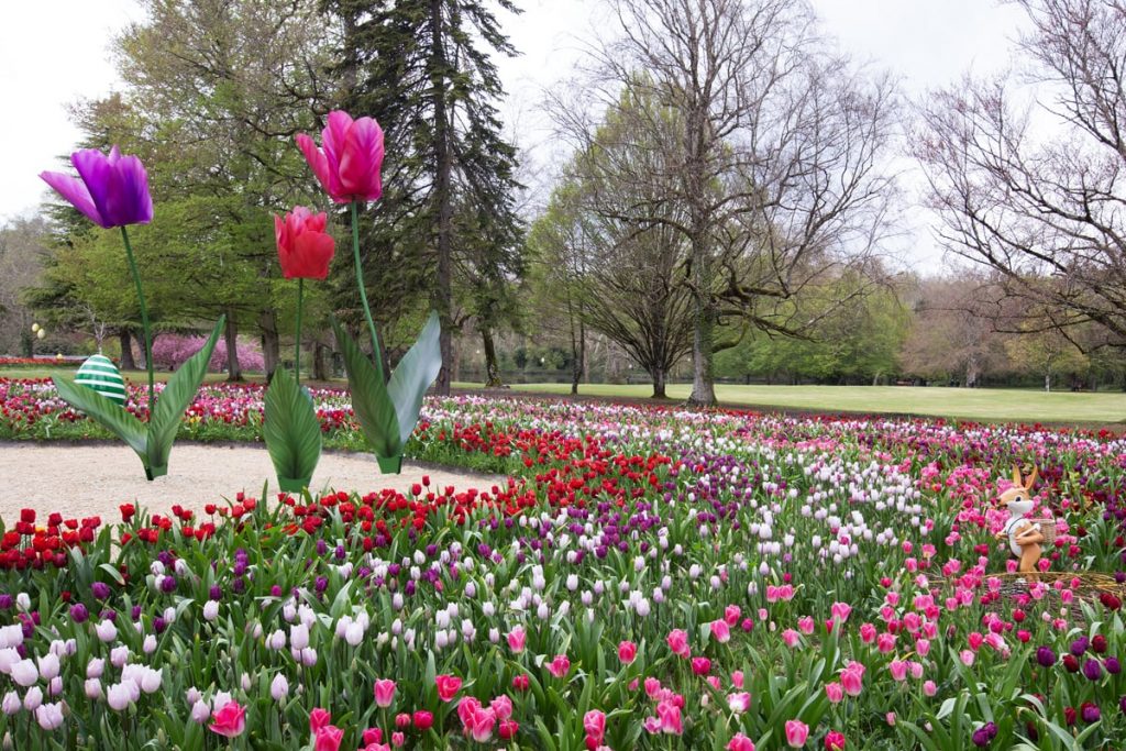 Ruban de tulipes et tulipes monumentales à Cheverny