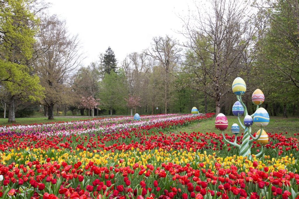 Ruban de tulipes Cheverny