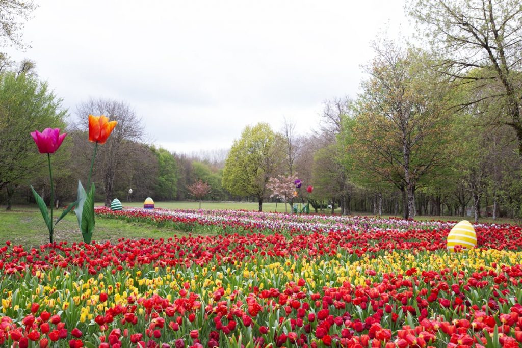 Ruban de tulipes et tulipes monumentales à Cheverny