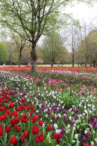 Ruban de tulipes et tulipes monumentales à Cheverny