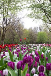 Ruban de tulipes et tulipes monumentales à Cheverny