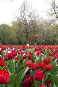 Ruban de tulipes et tulipes monumentales à Cheverny