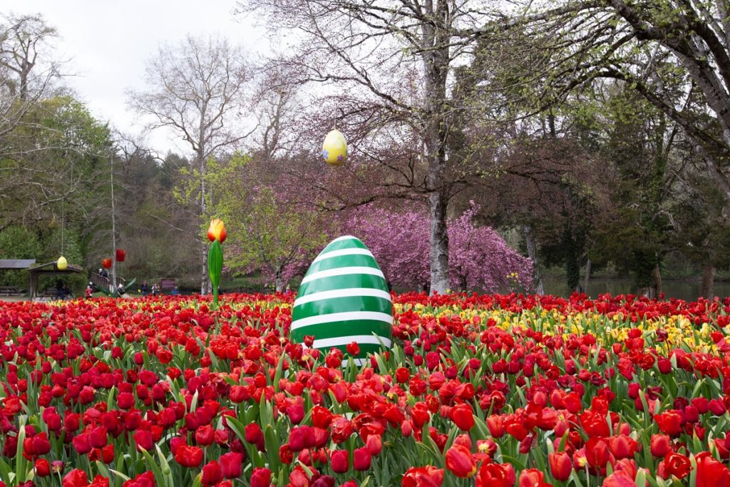 Ruban de tulipes Cheverny