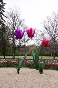 Tulipe Monumentales Olivier Boyer à Cheverny