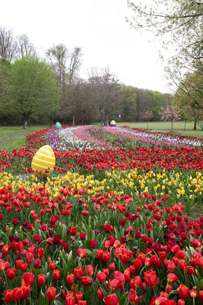Ruban de tulipes Cheverny