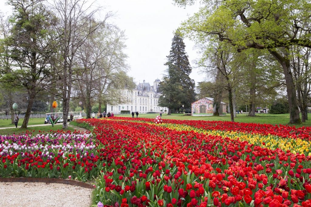 Ruban de tulipes Cheverny