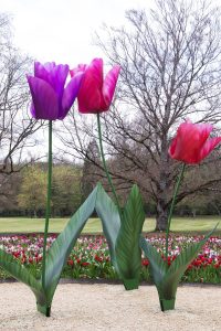Tulipe Monumentales Olivier Boyer à Cheverny