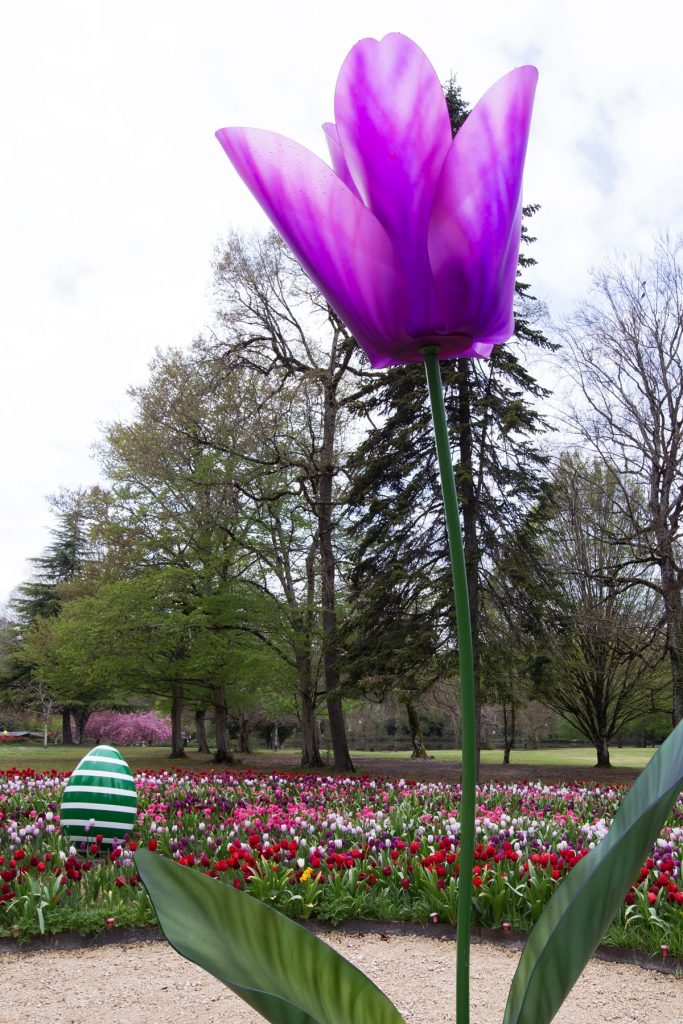 Ruban de tulipes et tulipes monumentales à Cheverny