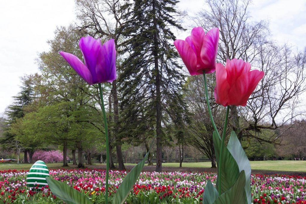 Tulipe Monumentales Olivier Boyer à Cheverny