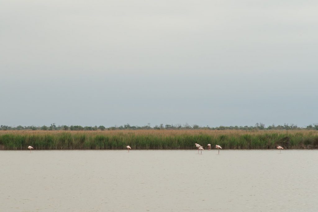Camargue Tour Carbonnière Aigues-Mortes