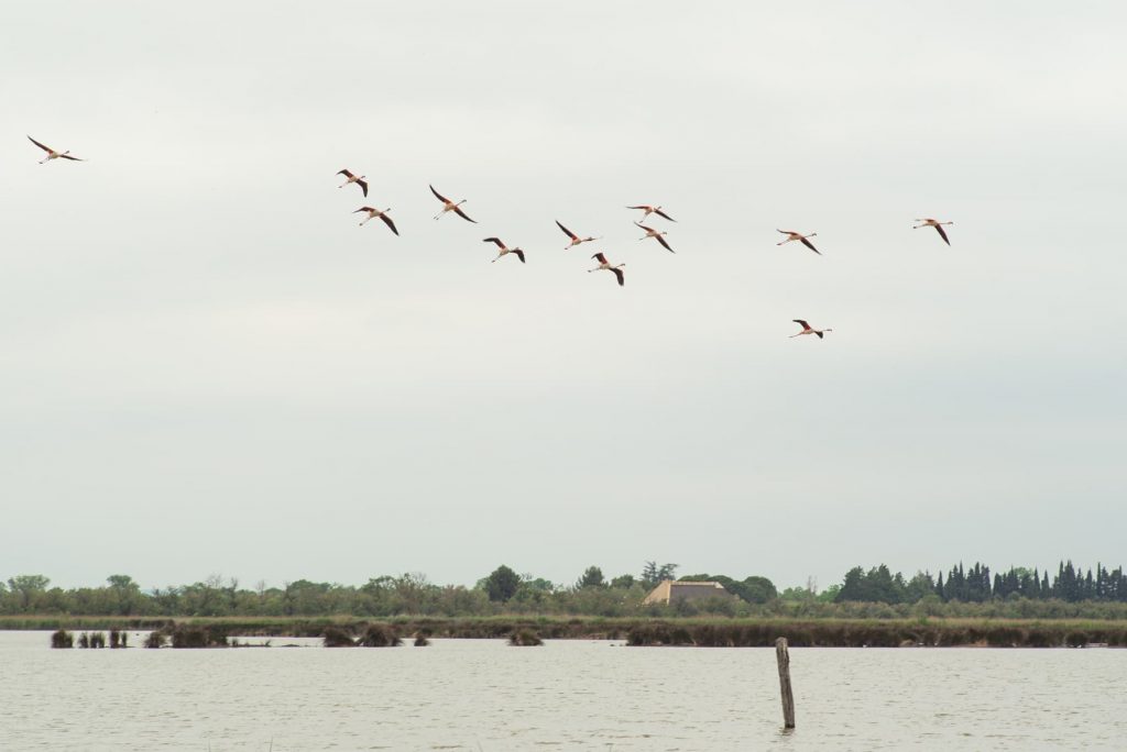 Camargue Tour Carbonnière Aigues-Mortes