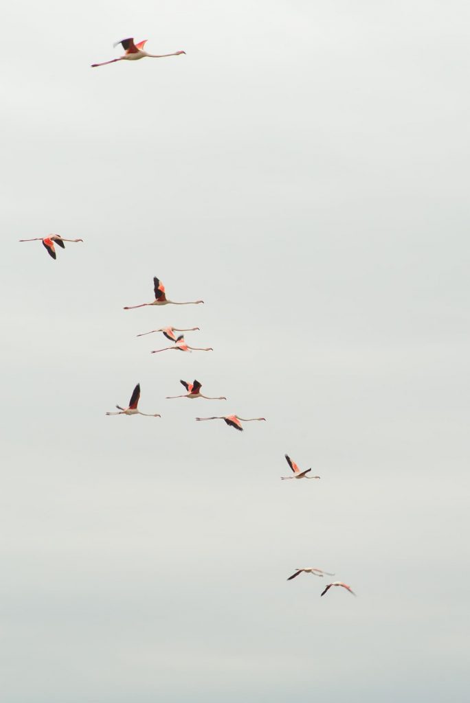 Camargue Tour Carbonnière Aigues-Mortes