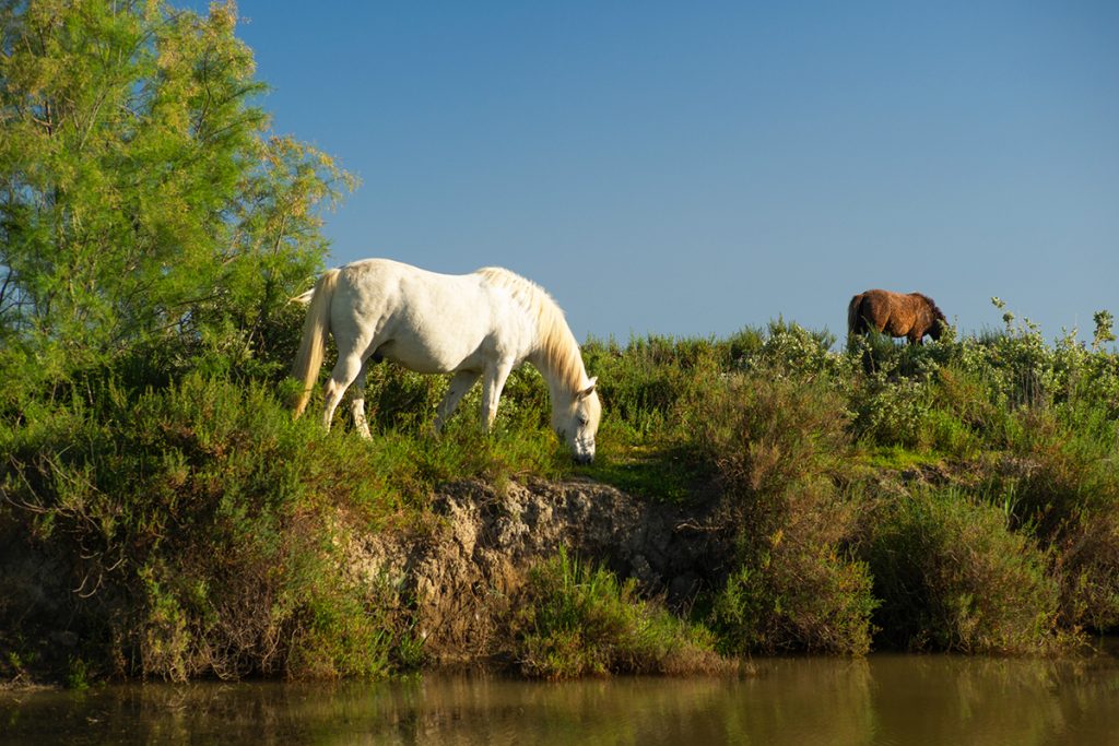 10 bonnes raisons de s'envoler vers la Camargue